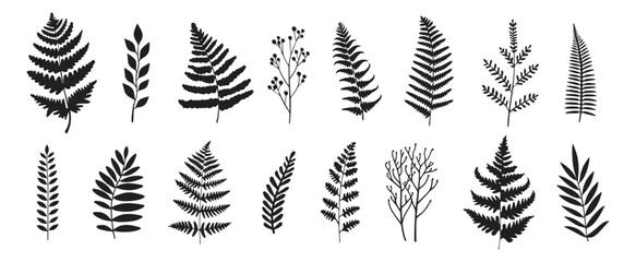 Fern vector illustration. Wild plant leaves hand drawn black on white background. Forest branch silhouette