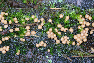 Diderma radiatum, slime mold from Finland, no common English name