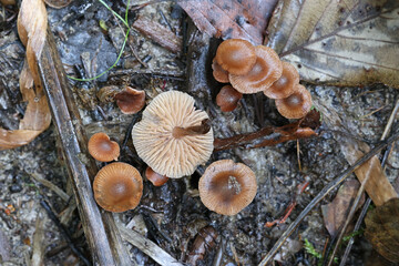 Naucoria celluloderma, also called Alnicola celluloderma, an aldercap mushroom from Finland, no common English name