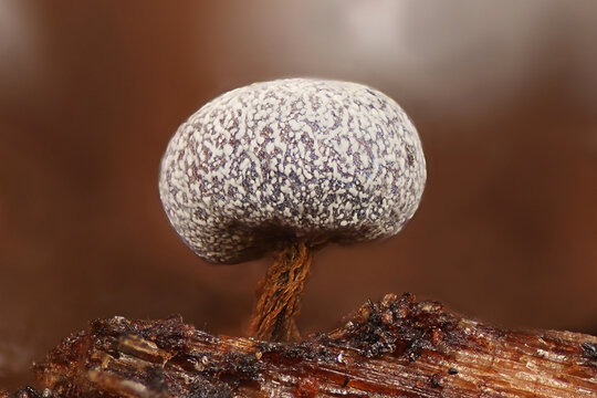Physarum leucophaeum, slime mold from Finland, microscope image