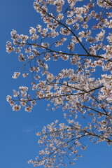 sky and flower