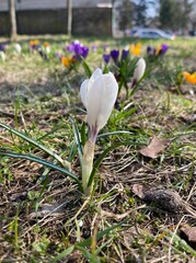 spring crocus flowers