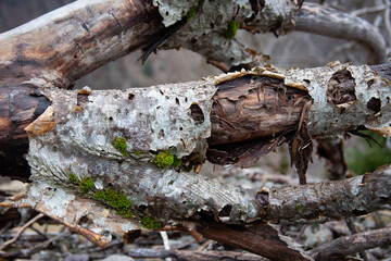 moss on tree trunk