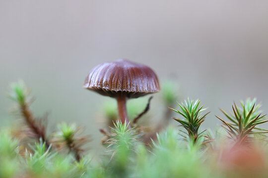 Mountain brownie, Deconica montana, also called Psilocybe montana, commonly known as mountain moss psilocybe, wild mushroom from Finland