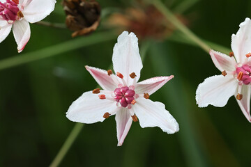 Flowering Rush, Butomus umbellatus, also known as Grass rush or  Water gladiolus, wild aquatic plant from Finland