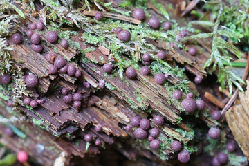 Lycogala roseosporum, also called Lycogala epidendrum, commonly known as wolf's milk, slime mold from Finland