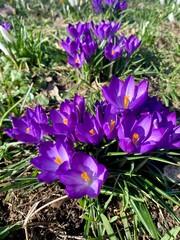 crocuses in the park