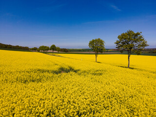 Rapsfeld Strasse 2 Bäume Blauer Himmel