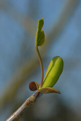 Tulpenbaum,  Liriodendron tulipifera,  Beginn des Austriebs