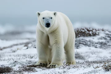 Foto op Plexiglas A full body shot of a Polar Bear, animal © jirasin