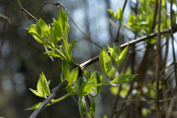 Alpen-Waldrebe, Clematis alpina,  Blattaustrieb im  März