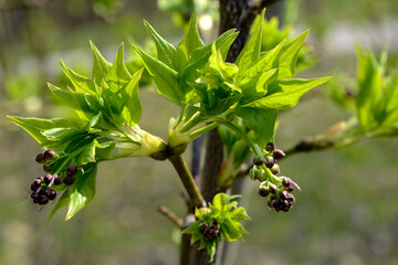 Gemeine  Pimpernuss, Staphylea pinnata L.