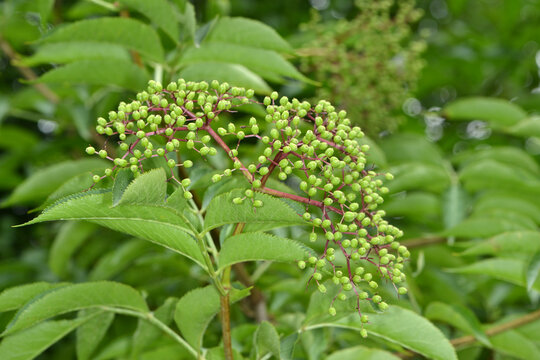 Holunder, Schwarzer Holunder,  Sambucus nigra