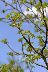 Amerikanische Amberbaum, Liquidambar styraciflua, Blattaustrieb,  junge Blätter