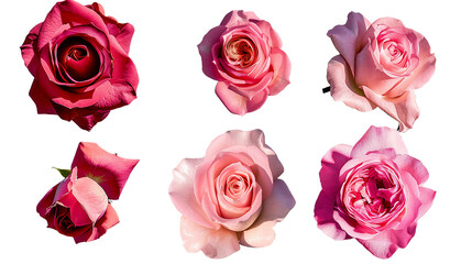 Assorted Pink Roses Bouquet: Vibrant Floral Arrangement in 3D Digital Art - Perfect for Wedding Invitations and Romantic Designs - Top View Isolated on Transparent Background