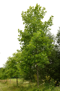 Amerikanische Tulpenbaum,  Liriodendron tulipifera, mit gr&uuml;nen  Laubbl&auml;ttern im August
