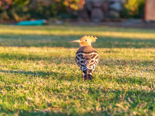 Eurasian hoopoe or Common hoopoe (Upupa epops) bird close-up on natural green grass background