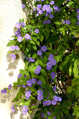 Kartoffelbaum, Blauer, Solanum rantonnetii, blühender Strauch