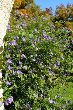 Kartoffelbaum, Blauer, Solanum rantonnetii, bl&uuml;hender Strauch