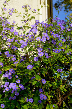 Kartoffelbaum, Blauer, Solanum rantonnetii, blühender Strauch