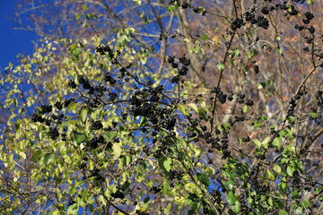 Autumn elder shrub with black berries on a sunny day