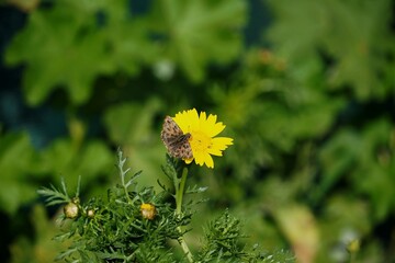 A mallow skipper, or Carcharodus alceae, butterfly, on a crown daisy flower