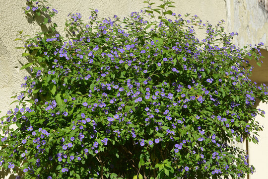 Kartoffelbaum, Blauer, Solanum rantonnetii, bl&uuml;hender Strauch