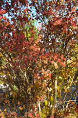 Koreanische Abelie,  Abelia mosanensis, Samenstand und Herbstlaub,  Strauchausschnitt