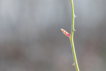 Early spring, new shoots growing from rose stems. Rosa