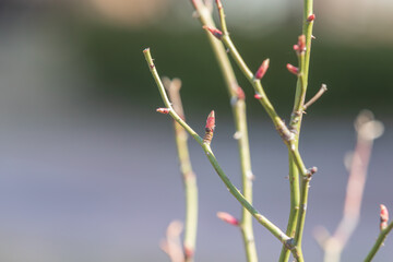 Early spring, new shoots growing from rose stems. Rosa