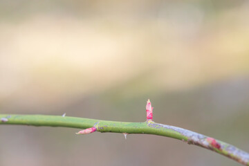 Early spring, new shoots growing from rose stems. Rosa