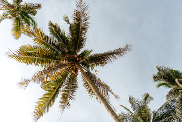 Fototapeta na wymiar Palm trees along the waters edge