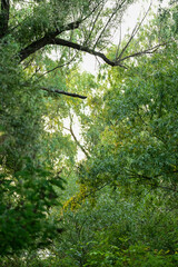 Sunrise over the Danube in the Danube Delta Biosphere Reserve, Delta Dunarii near Tulcea, Wallachia, Romania, Donaudelta	