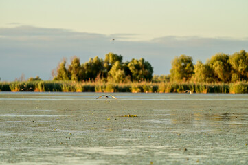 Sunrise over the Danube in the Danube Delta Biosphere Reserve, Delta Dunarii near Tulcea,...
