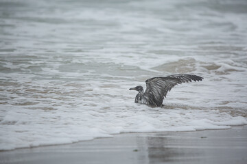 seagull on the beach