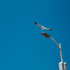 seagull flying in the sky