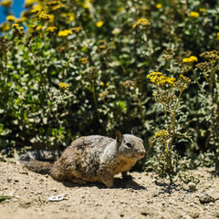 Rock squirrel in the mountains