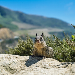 Rock squirrel in the mountains