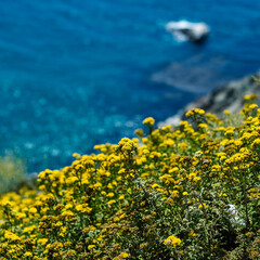 yellow flowers on blue background
