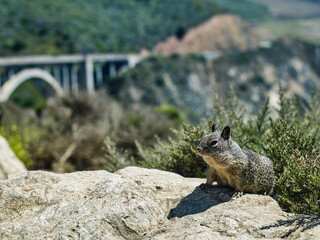 Rock squirrel in the mountains