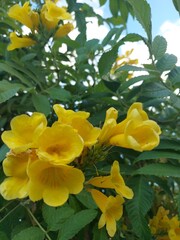 yellow flowers in the garden