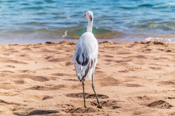 White Western Reef Heron (Egretta gularis) at Sharm el-Sheikh beach, Sinai, Egypt