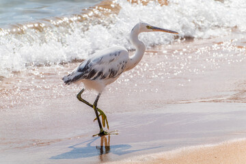White Western Reef Heron (Egretta gularis) at Sharm el-Sheikh beach, Sinai, Egypt
