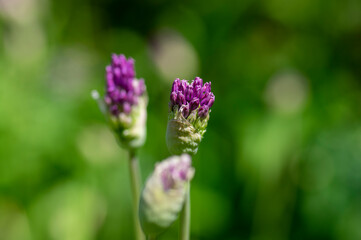 Allium hollandicum persian onion dutch garlic purple sensation flowering plant, ornamental flowers in bloom