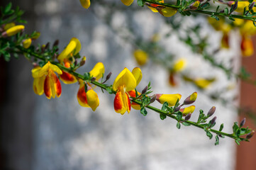 Cytisus scoparius lena ornamental flowers in bloom, yellow red orange bright flowering plant