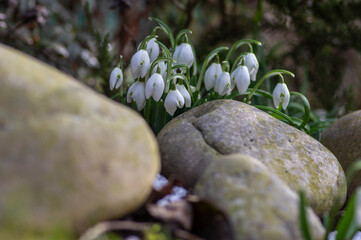 Galanthus nivalis flowering plants, bright white common snowdrop in bloom in sunlight