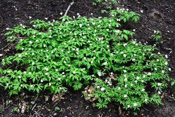 Anemone nemorosa Robinsoniana grows and blooms in the garden in spring