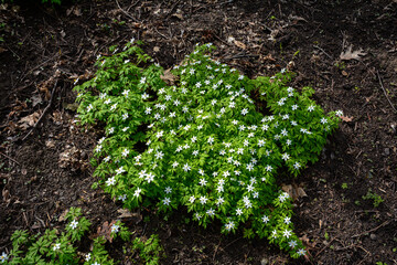 Anemone nemorosa Robinsoniana grows and blooms in the garden in spring