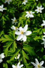 Anemone nemorosa Robinsoniana grows and blooms in the garden in spring