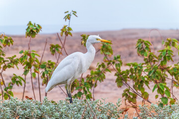 Western cattle egret (Bubulcus ibis) in winter plumage hunting for insects.